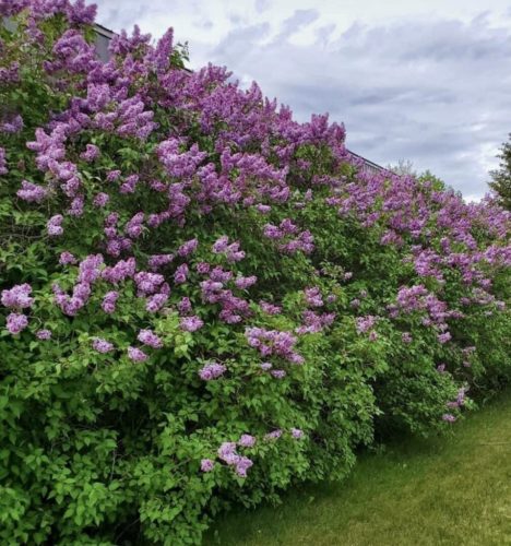 Kerti orgona - Syringa vulgaris