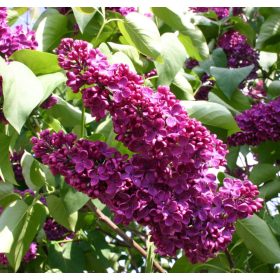   Kerti orgona 'Andenken an Ludwig Spath' fajta - Syringa vulgaris 'Andenken an Ludwig Spath'