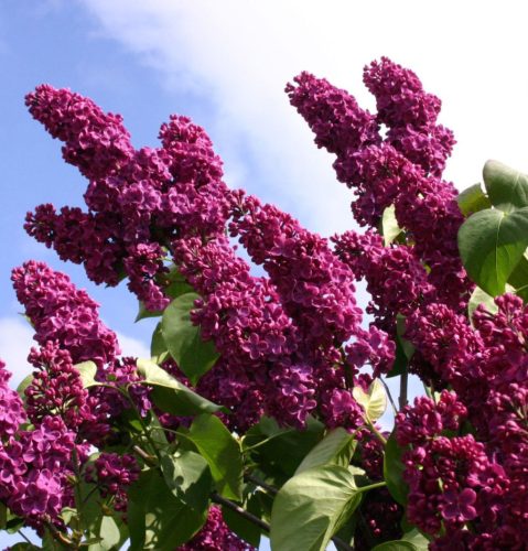 Kerti orgona 'Andenken an Ludwig Spath' fajta - Syringa vulgaris 'Andenken an Ludwig Spath'