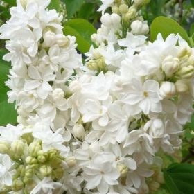   Kerti orgona 'Florent Stepman' fajta - Syringa vulgaris 'Florent Stepman'