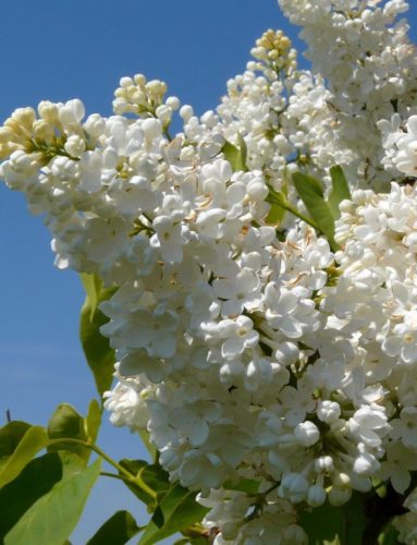 Kerti orgona 'Florent Stepman' fajta - Syringa vulgaris 'Florent Stepman'