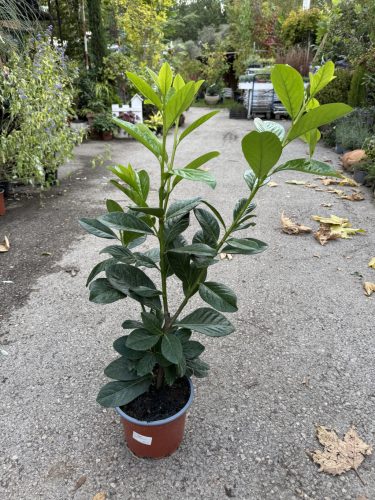 Babérmeggy ’Novita’ fajta - Prunus laurocerasus ’Novita’