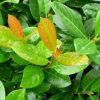Babérmeggy ’Antonius’ fajta - Prunus laurocerasus ’Antonius’