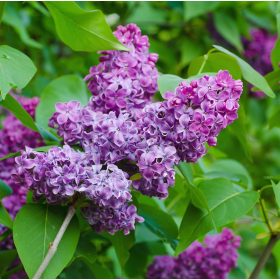   Kerti orgona 'Amethyst' fajta - Syringa vulgaris 'Amethyst'