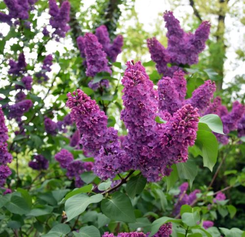 Kerti orgona 'Amethyst' fajta - Syringa vulgaris 'Amethyst'