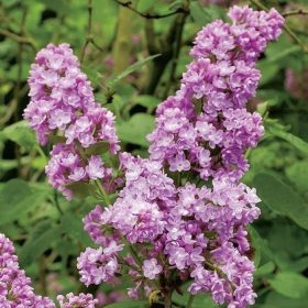  Kerti orgona 'Belle de Nancy' fajta - Syringa vulgaris 'Belle de Nancy'