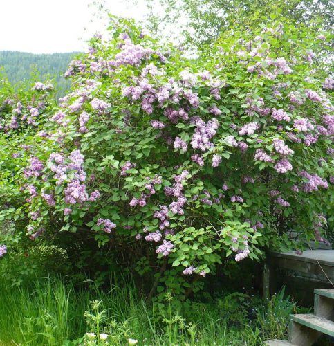 Kerti orgona 'Belle de Nancy' fajta - Syringa vulgaris 'Belle de Nancy'