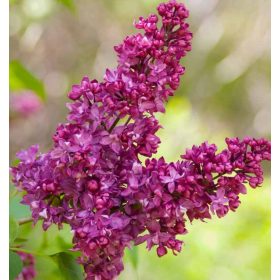   Kerti orgona 'Charles Joly' fajta - Syringa vulgaris  'Charles Joly'