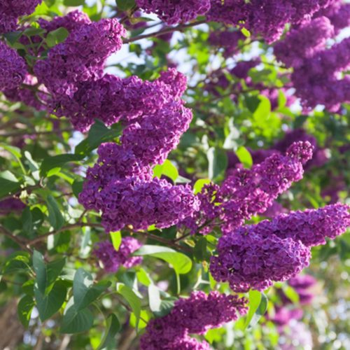 Kerti orgona 'Charles Joly' fajta - Syringa vulgaris  'Charles Joly'