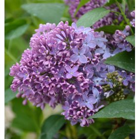   Kerti orgona 'Congo' fajta - Syringa vulgaris 'Congo'