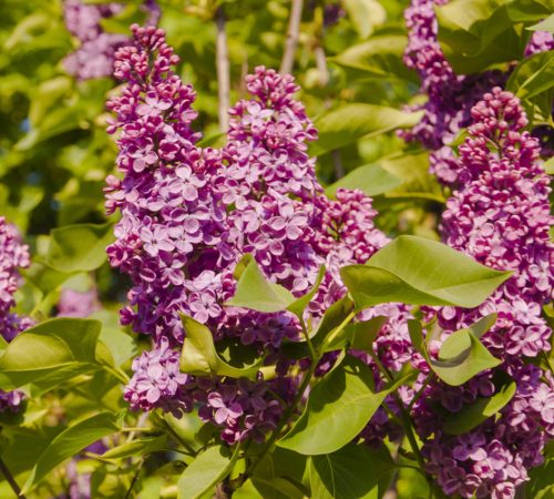 Kerti orgona 'Congo' fajta - Syringa vulgaris 'Congo'