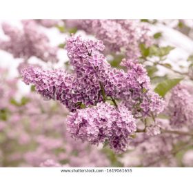   Kerti orgona 'Lilac Wonder' fajta - Syringa vulgaris 'Lilac Wonder'