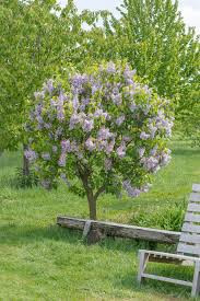 Kerti orgona 'Lilac Wonder' fajta - Syringa vulgaris 'Lilac Wonder'