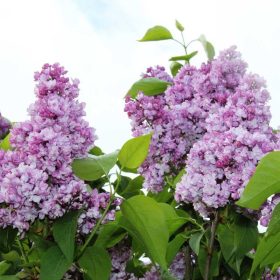   Kerti orgona 'General Pershing' fajta - Syringa vulgaris 'General Pershing'