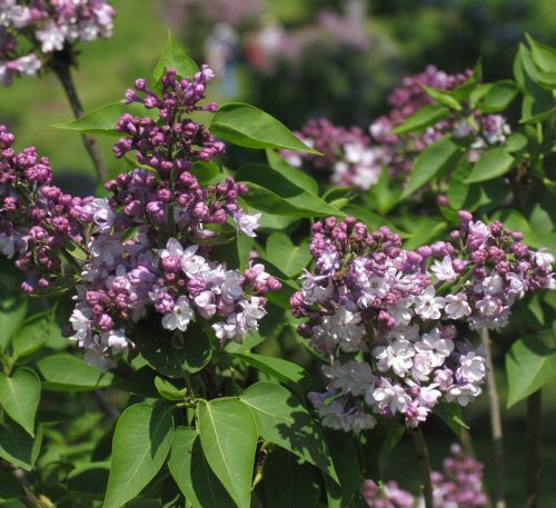 Kerti orgona 'General Pershing' fajta - Syringa vulgaris 'General Pershing'