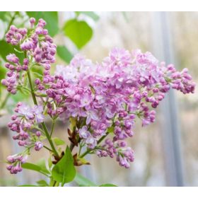   Kerti orgona 'Katherine Havemeyer' fajta - Syringa vulgaris 'Katherine Havemeyer'