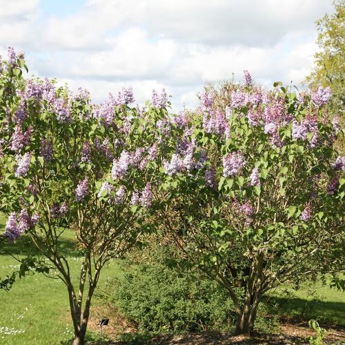 Kerti orgona 'Katherine Havemeyer' fajta - Syringa vulgaris 'Katherine Havemeyer'
