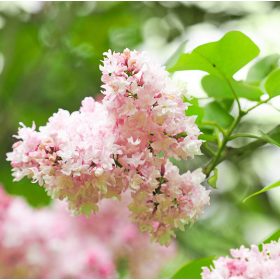   Kerti orgona 'Krassavica Moskvy' fajta - Syringa vulgaris 'Krassavica Moskvy'