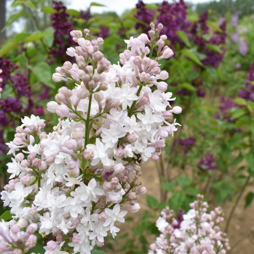 Kerti orgona 'Krassavica Moskvy' fajta - Syringa vulgaris 'Krassavica Moskvy'