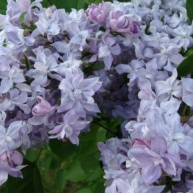   Kerti orgona 'Niebo Moskwy' fajta - Syringa vulgaris 'Niebo Moskwy'