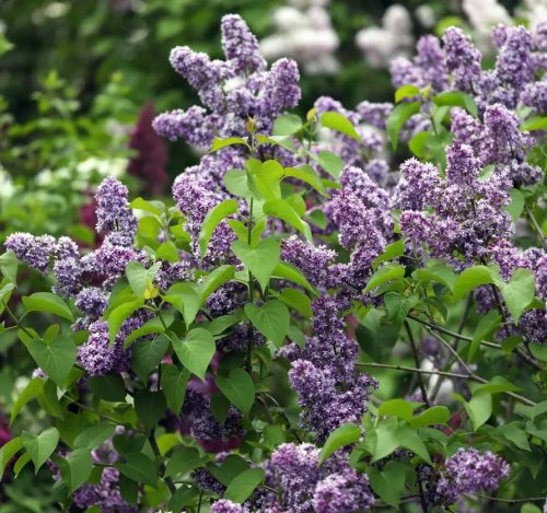 Kerti orgona 'Niebo Moskwy' fajta - Syringa vulgaris 'Niebo Moskwy'