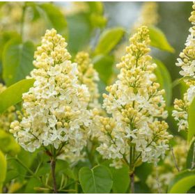   Kerti orgona 'Primrose' fajta - Syringa vulgaris 'Primrose'