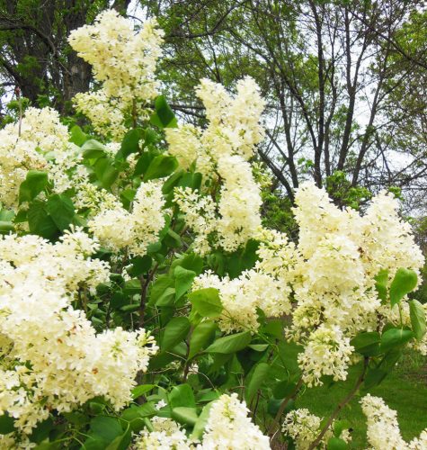 Kerti orgona 'Primrose' fajta - Syringa vulgaris 'Primrose'