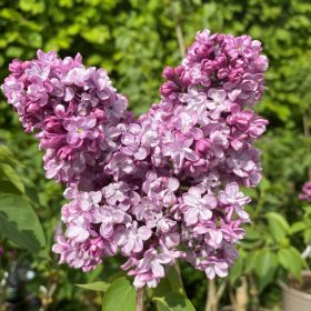   Kerti orgona 'Prince Wolkonsky' fajta -  Syringa vulgaris 'Prince Wolkonsky'