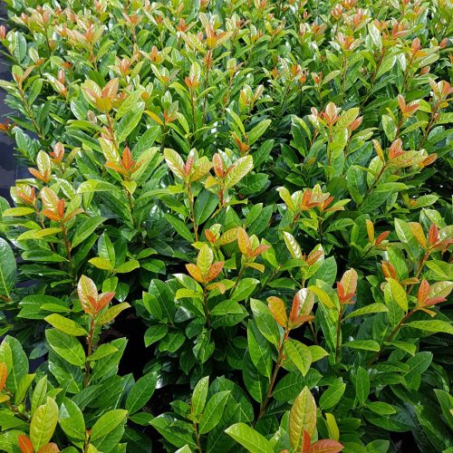 Babérmeggy ’Antonius’ fajta - Prunus laurocerasus ’Antonius’