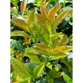   Babérmeggy ’Baumgartner’ fajta - Prunus laurocerasus ’Baumgartner’