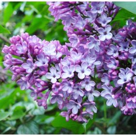   Kerti orgona 'Professor Hoser' fajta - Syringa vulgaris 'Professor Hoser'