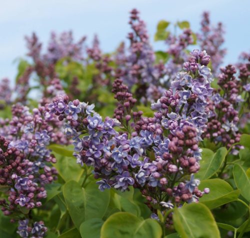 Kerti orgona 'Professor Hoser' fajta - Syringa vulgaris 'Professor Hoser'