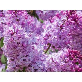   Kerti orgona 'Princessa Sturdza' fajta - Syringa vulgaris 'Princessa Sturdza'