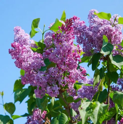 Kerti orgona 'Princessa Sturdza' fajta - Syringa vulgaris 'Princessa Sturdza'