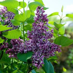   Kerti orgona 'Sensation' fajta - Syringa vulgaris 'Sensation'