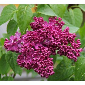   Kerti orgona 'Znamya Lenina' fajta - Syringa vulgaris 'Znamya Lenina'