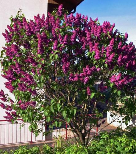 Kerti orgona 'Znamya Lenina' fajta - Syringa vulgaris 'Znamya Lenina'