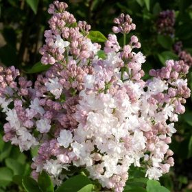   Kerti orgona 'Beauty of Moscow' fajta - Syringa vulgaris 'Beauty of Moscow'