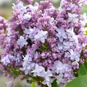   Kerti orgona 'Nadezhda' fajta -  Syringa vulgaris 'Nadezhda'