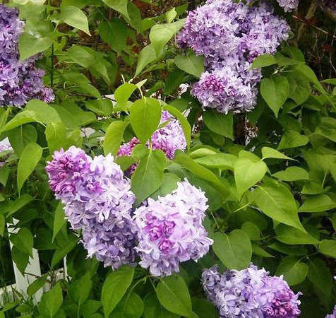 Kerti orgona 'Nadezhda' fajta -  Syringa vulgaris 'Nadezhda'