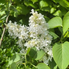   Kerti orgona 'Mme Lemoine' fajta - Syringa vulgaris  'Mme Lemoine'