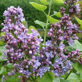   Kerti orgona 'Michel Buchner' fajta - Syringa vulgaris 'Michel Buchner'