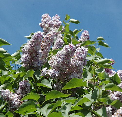 Kerti orgona 'Michel Buchner' fajta - Syringa vulgaris 'Michel Buchner'