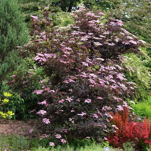Bordó levelű bodza  – Sambucus nigra 'Black Beauty'