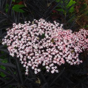   Bordó levelű bodza – Sambucus nigra 'Black Lace'