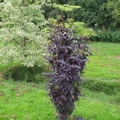 Oszlopos bordó levelű bodza  - Sambucus nigra 'Black Tower'