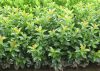 Babérmeggy ’Baumgartner’ fajta - Prunus laurocerasus ’Baumgartner’