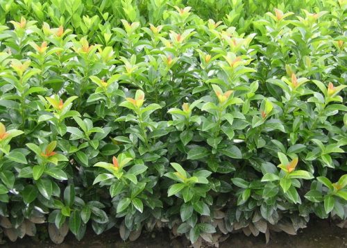 Babérmeggy ’Baumgartner’ fajta - Prunus laurocerasus ’Baumgartner’