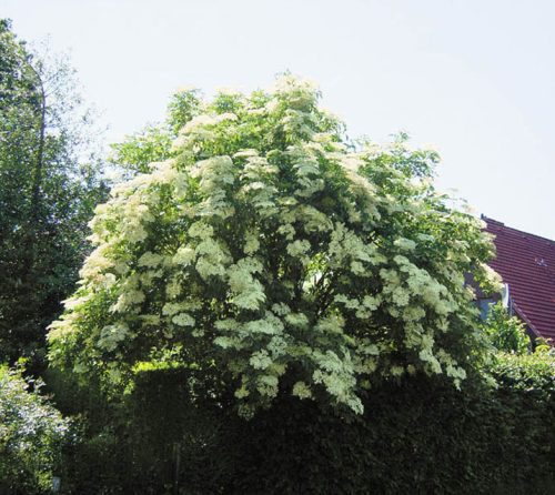Bőtermő bodza  - Sambucus nigra 'Haidegg 17'