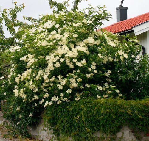 Bőtermő bodza   - Sambucus nigra 'Sampo'